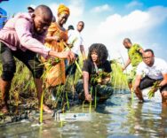 Projet 100.000 palétuviers